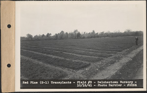 Red pine (2-1) transplants, field #3, Belchertown Nursery, Belchertown, Mass., Oct. 15, 1941
