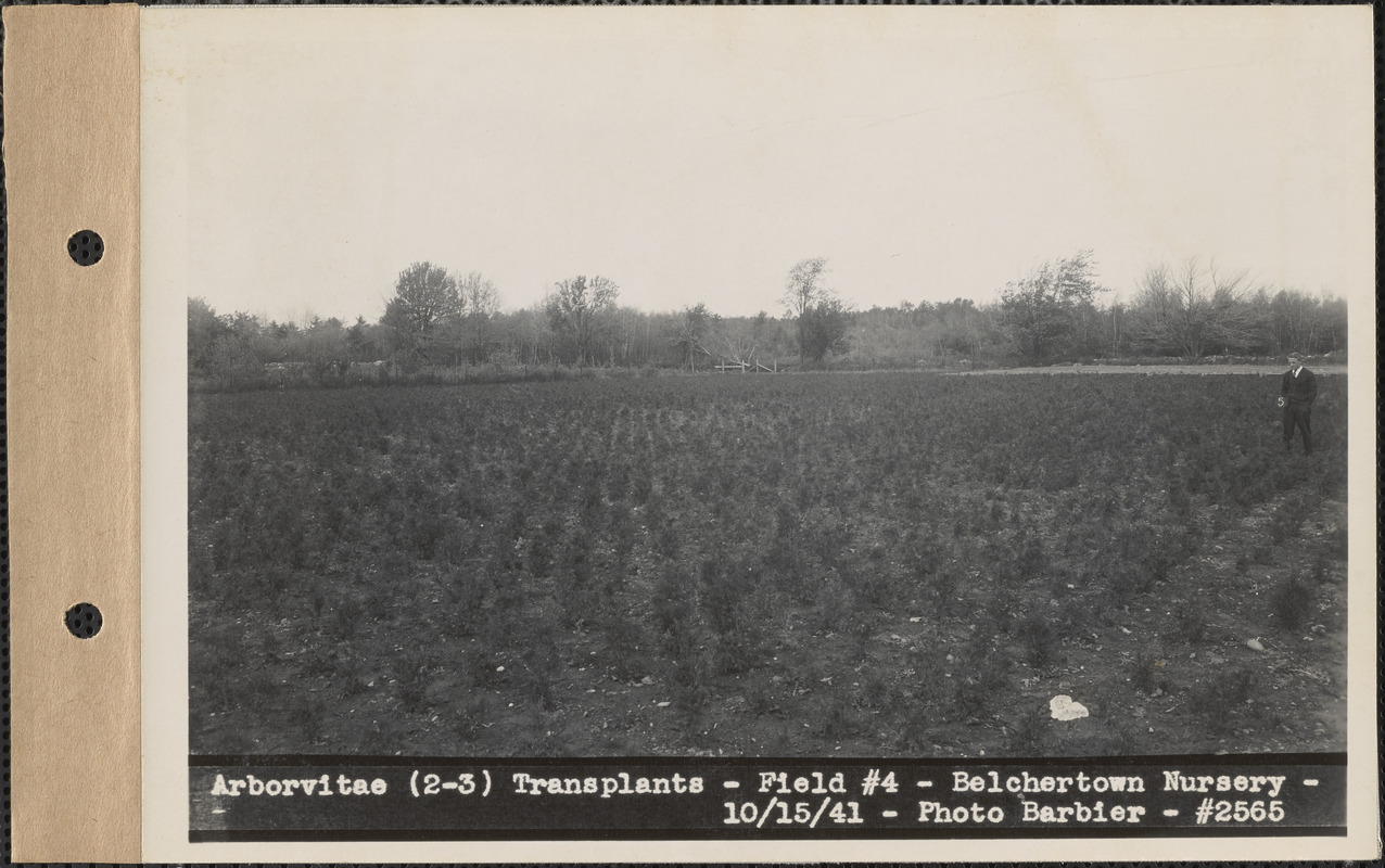 Arborvitae (2-3) transplants, field #4, Belchertown Nursery, Belchertown, Mass., Oct. 15, 1941