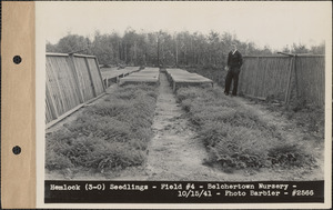 Hemlock (3-0) seedlings, field #4, Belchertown Nursery, Belchertown, Mass., Oct. 15, 1941