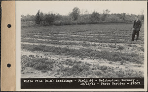 White pine (2-0) seedlings, field #4, Belchertown Nursery, Belchertown, Mass., Oct. 15, 1941