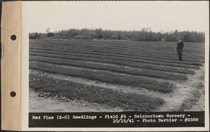 Red pine (2-0) seedlings, field #5, Belchertown Nursery, Belchertown, Mass., Oct. 15, 1941