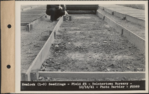 Hemlock (1-0) seedlings, field #5, Belchertown Nursery, Belchertown, Mass., Oct. 15, 1941