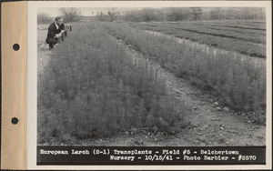 European larch (2-1) transplants, field #5, Belchertown Nursery, Belchertown, Mass., Oct. 15, 1941