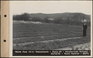 White pine (2-1) transplants, field #5, Belchertown Nursery, Belchertown, Mass., Oct. 15, 1941