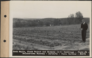 Rock maple, black walnut, and hickory (1-0) seedlings, field #5, Belchertown Nursery, Belchertown, Mass., Oct. 15, 1941