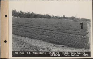 Red pine (2-1) transplants, field #6, Belchertown Nursery, Belchertown, Mass., Oct. 15, 1941