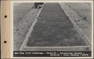 Red pine (1-0) seedlings, field #7, Belchertown Nursery, Belchertown, Mass., Oct. 15, 1941