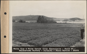 White pine and white spruce (2-2) transplants, field #9, Belchertown Nursery, Belchertown, Mass., Oct. 15, 1941