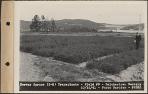 Norway spruce (3-2) transplants, field #9, Belchertown Nursery, Belchertown, Mass., Oct. 15, 1941