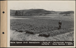 White spruce (3-2) transplants, field #9, Belchertown Nursery, Belchertown, Mass., Oct. 16, 1941