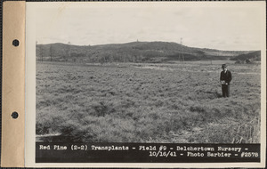 Red pine (2-2) transplants, field #9, Belchertown Nursery, Belchertown, Mass., Oct. 16, 1941