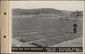 White pine (2-1) transplants, field #10, Belchertown Nursery, Belchertown, Mass., Oct. 16, 1941
