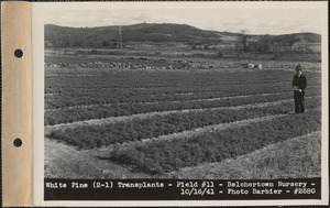 White pine (2-1) transplants, field #11, Belchertown Nursery, Belchertown, Mass., Oct. 16, 1941