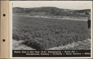 White pine and red pine (2-2) transplants, field #11, Belchertown Nursery, Belchertown, Mass., Oct. 16, 1941