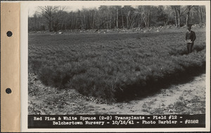 Red pine and white spruce (2-2) transplants, field #12, Belchertown Nursery, Belchertown, Mass., Oct. 16, 1941