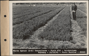 White spruce (2-2) transplants, field #12, Belchertown Nursery, Belchertown, Mass., Oct. 16, 1941