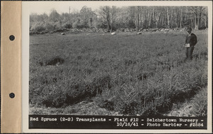 Red spruce (2-2) transplants, field #12, Belchertown Nursery, Belchertown, Mass., Oct. 16, 1941
