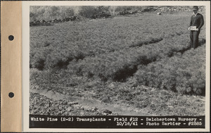 White pine (2-2) transplants, field #12, Belchertown Nursery, Belchertown, Mass., Oct. 16, 1941