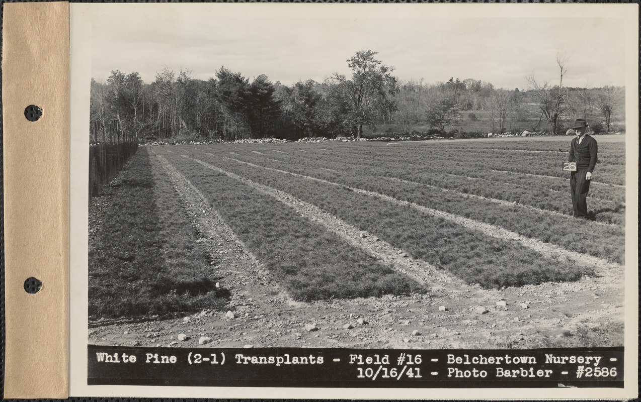 White pine (2-1) transplants, field #16, Belchertown Nursery, Belchertown, Mass., Oct. 16, 1941