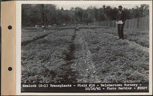 Hemlock (3-1) transplants, field #16, Belchertown Nursery, Belchertown, Mass., Oct. 16, 1941