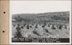 Norway spruce plantation, planted in spring of 1936, Harry A. Reed property, Prescott, Mass., Nov. 17, 1941
