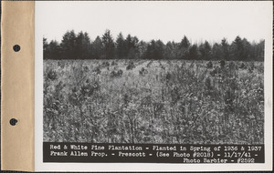 Red and white pine plantation, planted in spring of 1936 and 1937, Frank Allen property, Prescott, Mass., Nov. 17, 1941
