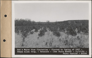 Red and white pine plantation, planted in spring of 1937, Frank Allen property, Prescott, Mass., Nov. 17, 1941