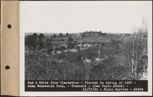 Red and white pine plantation, planted in spring of 1937, Adam Waurecuik property, Prescott, Mass., Nov. 17, 1941