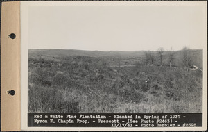 Red and white pine plantation, planted in spring of 1937, Myron E. Chapin property, Prescott, Mass., Nov. 17, 1941
