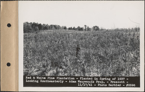Red and white pine plantation, planted in spring of 1937, looking southeasterly, Adam Waurecuik property, Prescott, Mass., Nov. 17, 1941