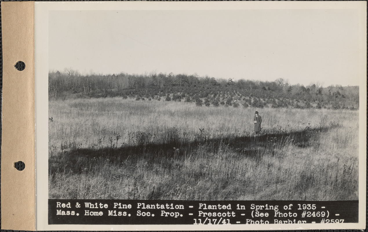 Red and white pine plantation, planted in spring of 1935, Massachusetts Home Missionary Society property, Prescott, Mass., Nov. 17, 1941