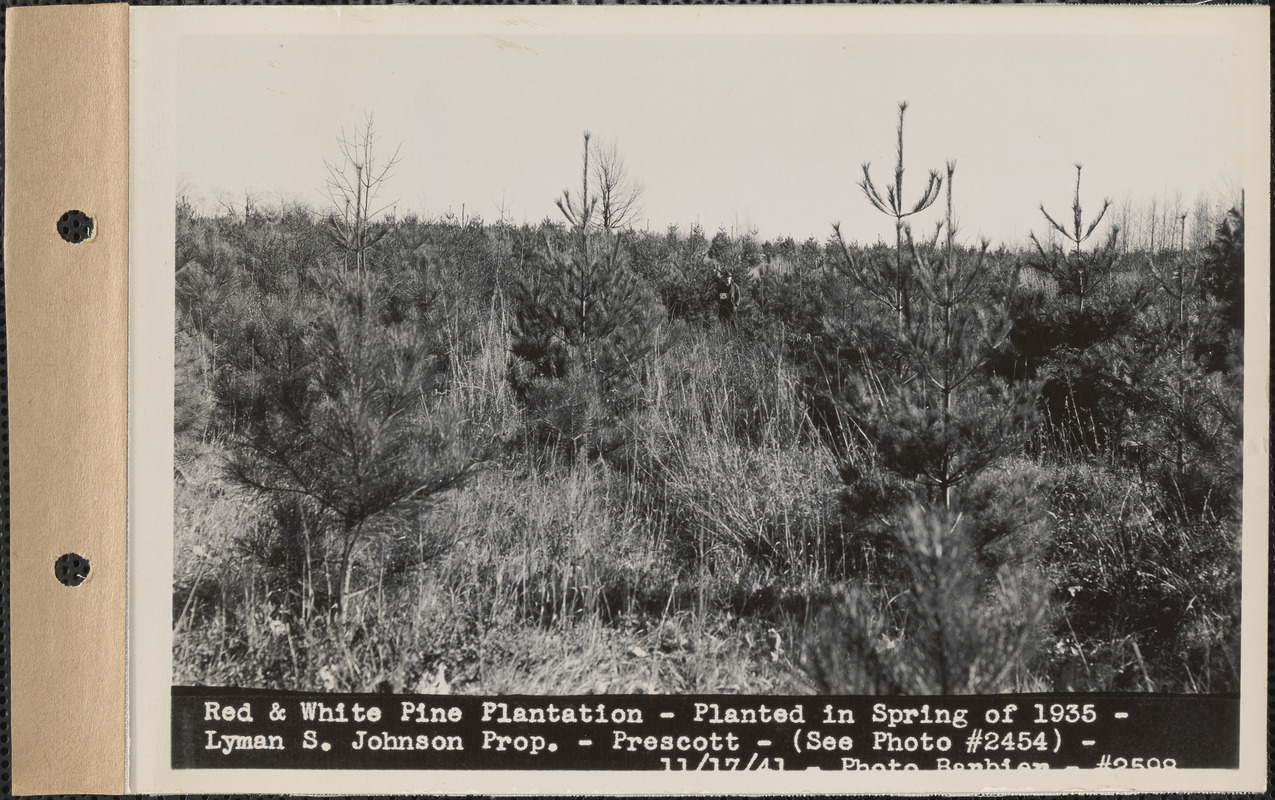 Red and white pine plantation, planted in spring of 1935, Lyman S. Johnson property, Prescott, Mass., Nov. 17, 1941