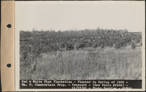 Red and white pine plantation, planted in spring of 1935, William F. Chamberlain property, Prescott, Mass., Nov. 17, 1941