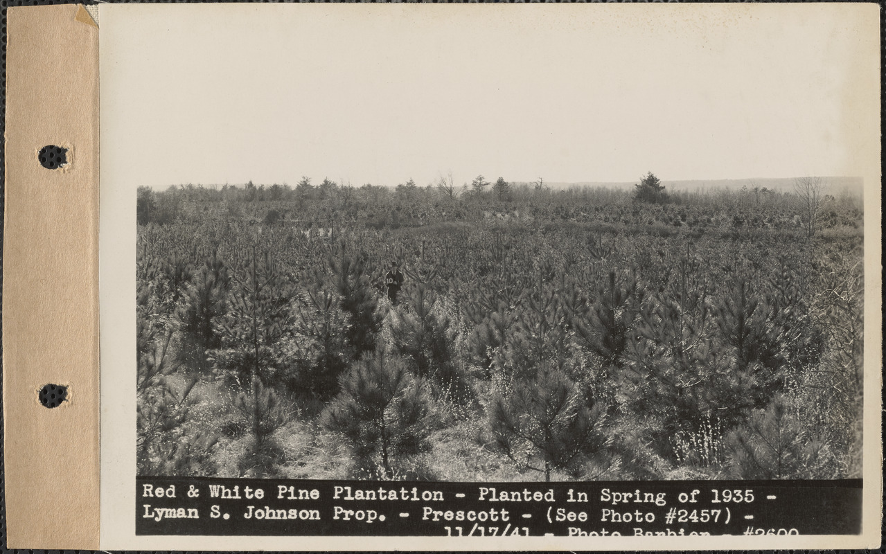 Red and white pine plantation, planted in spring of 1935, Lyman S. Johnson property, Prescott, Mass., Nov. 17, 1941