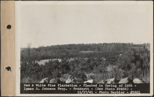 Red and white pine plantation, planted in spring of 1935, Lyman S. Johnson property, Prescott, Mass., Nov. 17, 1941