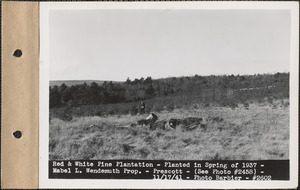 Red and white pine plantation, planted in spring of 1937, Mabel L. Wendemuth property, Prescott, Mass., Nov. 17, 1941