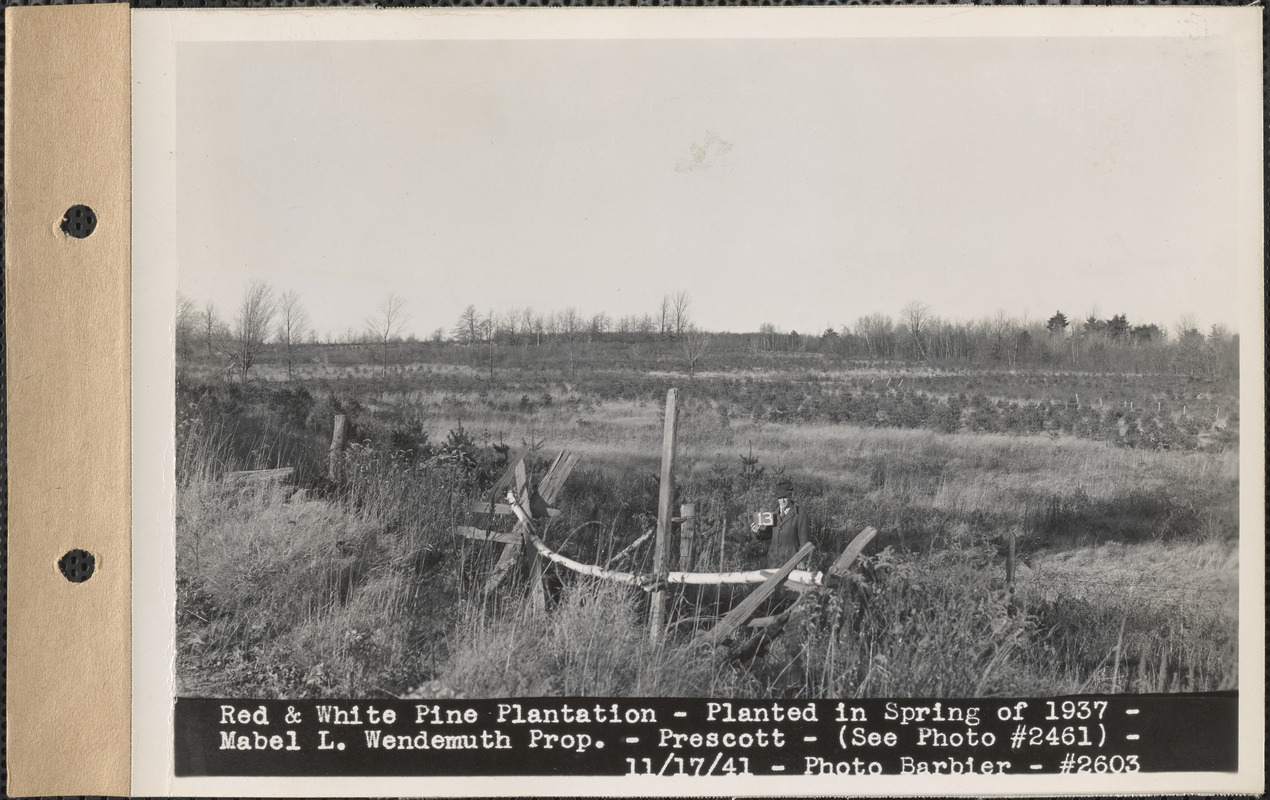 Red and white pine plantation, planted in spring of 1937, Mabel L. Wendemuth property, Prescott, Mass., Nov. 17, 1941