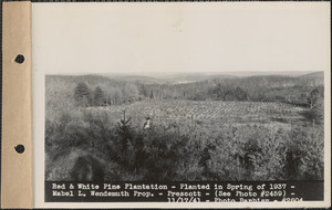 Red and white pine plantation, planted in spring of 1937, Mabel L. Wendemuth property, Prescott, Mass., Nov. 17, 1941