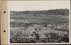 Red and white pine plantation, planted in spring of 1935, Eugene G. Kelley property, Prescott, Mass., Nov. 17, 1941