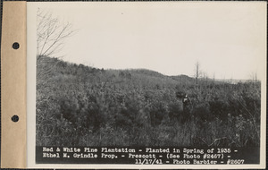 Red and white pine plantation, planted in spring of 1935, Ethel M. Grindle property, Prescott, Mass., Nov. 17, 1941