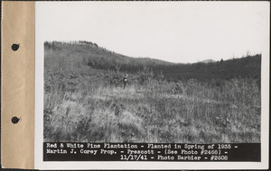Red and white pine plantation, planted in spring of 1935, Martin J. Corey property, Prescott, Mass., Nov. 17, 1941