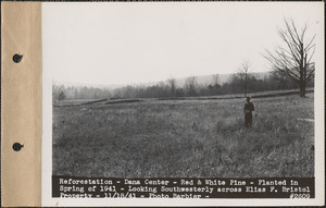Reforestation, red and white pine, planted in spring of 1941, looking southwesterly across Elias F. Bristol property, Dana Center, Dana, Mass., Nov. 18, 1941