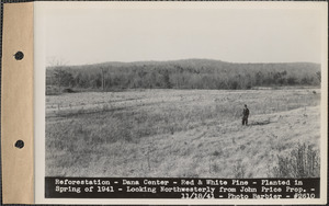 Reforestation, red and white pine, planted in spring of 1941, looking northwesterly from John Price property, Dana Center, Dana, Mass., Nov. 18, 1941