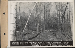 Typical hurricane hardwood area, formerly Frank A. Cadwell-Ryder lot, looking northwesterly from Daniel Shays Highway, Pelham, Mass., Nov. 18, 1941