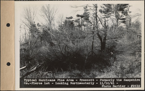 Typical hurricane pine area, formerly the Hampshire Company-Pierce lot, looking northwesterly, Prescott, Mass., Nov. 18, 1941