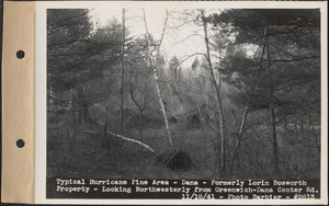 Typical hurricane pine area, formerly Lorin Bosworth property, looking northwesterly from Greenwich-Dana Center Road, Dana, Mass., Nov. 18, 1941