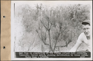 Red pine in plantation on the former Alfred Hall property, showing defoliation by gypsy moths, Prescott, Mass., June 23, 1944