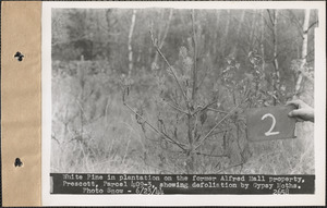 White pine in plantation on the former Alfred Hall property, showing defoliation by gypsy moths, Prescott, Mass., June 23, 1944