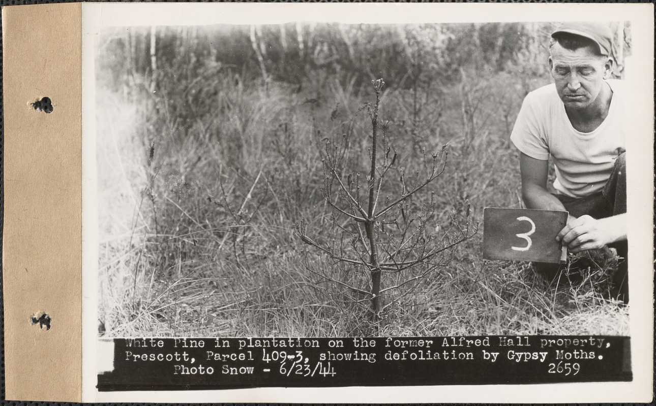 White pine in plantation on the former Alfred Hall property, showing defoliation by gypsy moths, Prescott, Mass., June 23, 1944