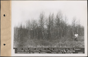 Gray birch stand adjacent to pine plantation on the former Alfred Hall property, showing defoliation by gypsy moths, Prescott, Mass., June 23, 1944